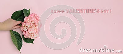 Valentine`s day.Pink hydrangea flower with petals in hand woman on pink background.Women`s day.Mother`s day.love.postcard.Banne Stock Photo