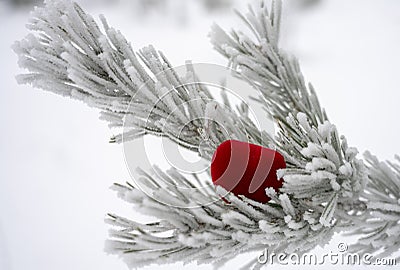 On Valentine`s day, a scarlet heart lies on a pine branch in the frost and snow Stock Photo
