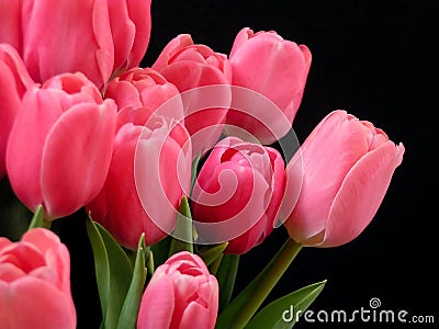 Valentine tulips Stock Photo