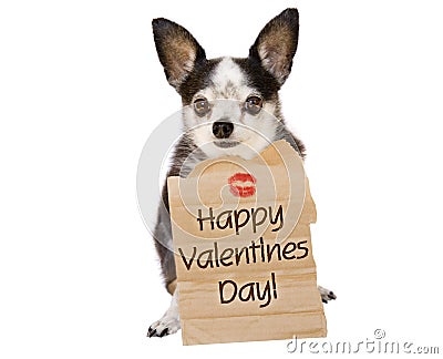 Valentines day dog kiss Stock Photo