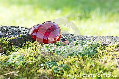 Valentines day love heart with sunlight outside Stock Photo