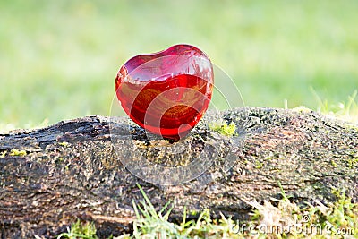 Valentines day love heart with sunlight outside Stock Photo