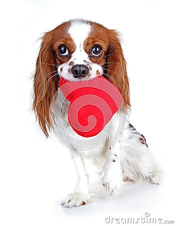 Valentines day photo. Dog with hear. Puppy with plush sof heart. Valentine`s day spaniel. Puppy love. Cute king charles Stock Photo