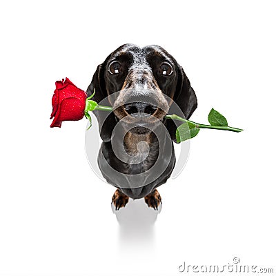 Valentines dog in love Stock Photo