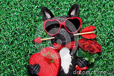 Valentines dog in love Stock Photo