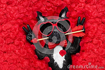 Valentines dog in love Stock Photo