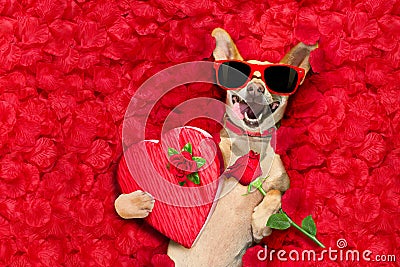 Valentines dog with rose petals Stock Photo