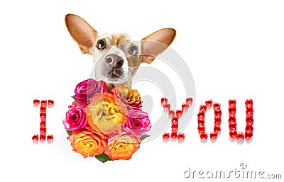 Valentines mothers and fathers day dog Stock Photo