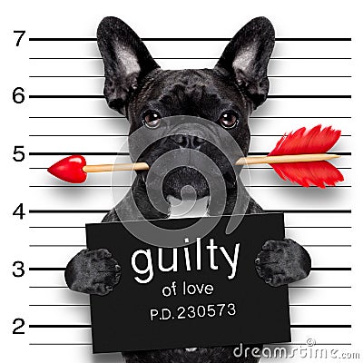 Valentines mugshot dog Stock Photo