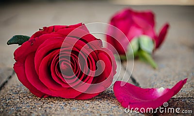 Valentines Roses Stock Photo