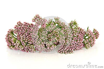 Valerian Herb Flowers Stock Photo