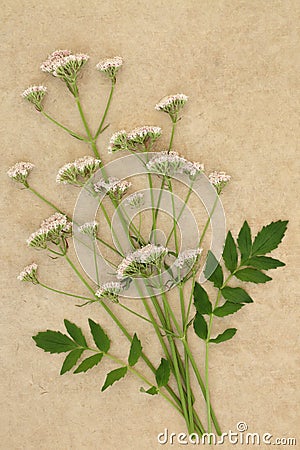 Valerian Herb Flowers Stock Photo