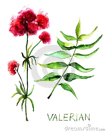 Valerian herb Cartoon Illustration