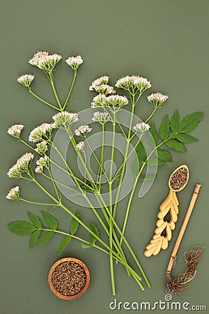 Valerian Herb Root and Flowers Stock Photo