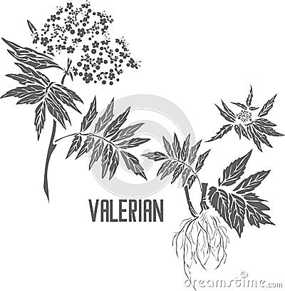 Valerian plant silhouette vector illustration Vector Illustration