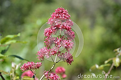 Valerian valeriana pink and purple flowers. Caprifoliaceae perennial flower Stock Photo