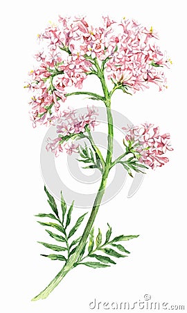 Valeriana flower medicinal plant isolated on white background Vector Illustration