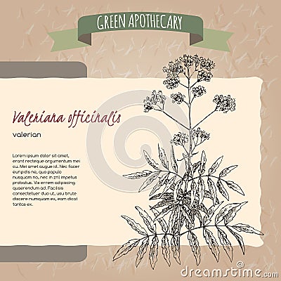 Valeriana officinalis aka Valerian sketch Vector Illustration