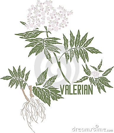 Valeriana officinalis in color drawing vector illustration Vector Illustration