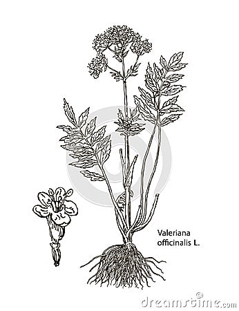 Valeriana officinalis. Hand drawn botanical illustration of valerian on white background. Wild grasses and flowers. Cartoon Illustration