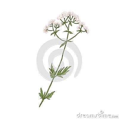 Valeriana officinalis, medical wild plant. Realistic botanical drawing of valerian flower in retro style. Medicinal Vector Illustration