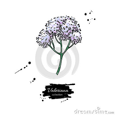 Valeriana officinalis vector drawing. Isolated medical flower. H Vector Illustration