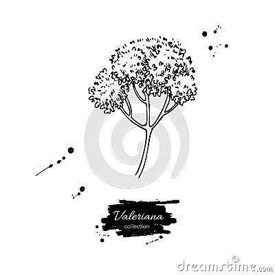 Valeriana officinalis vector drawing. Isolated medical flower. Herbal engraved style illustration Vector Illustration