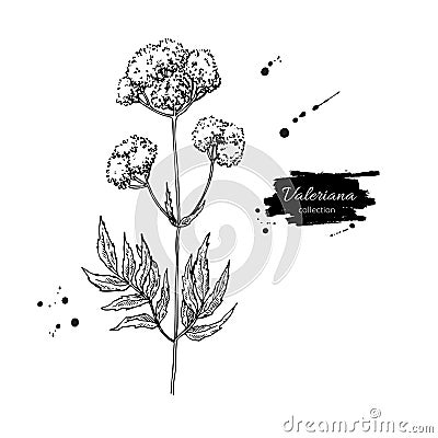 Valeriana officinalis vector drawing. Isolated medical flower and leaves. Herbal engraved style illustration. Detailed Vector Illustration