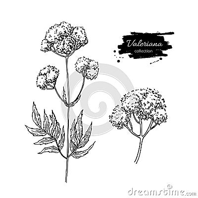 Valeriana officinalis vector drawing. Isolated medical flower and leaves set. Herbal engraved style illustration. Vector Illustration