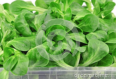 Valerianella lettuce Stock Photo