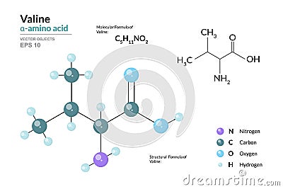 Valine. Val C5H11NO2. Î±-Amino Acid. Structural Chemical Formula and Molecule 3d Model. Atoms with Color Coding. Vector Vector Illustration