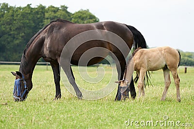 A valk color foal and a brown mare in the field, wearing a fly mask, pasture, horse Stock Photo