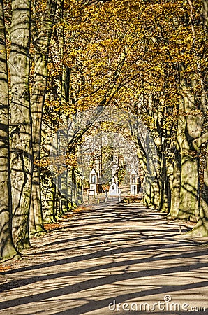 Tree-lined lane on a sunny day Editorial Stock Photo