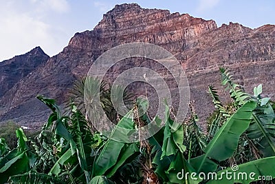 Valle Gran Rey - Scenic view on the massive sharp cliffs and mountain Cueva de Cabras in Valle Gran Rey, La Gomera Stock Photo