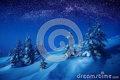 WInter forest at night Stock Photo