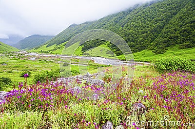 Valley of Flowers, uttarakhand india Stock Photo