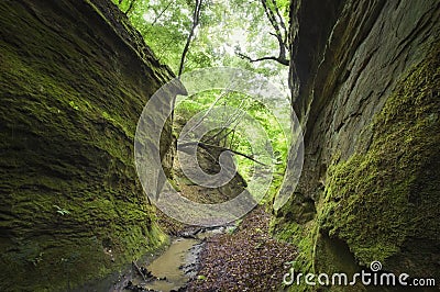 Valley with gorge with green moss and trees Stock Photo