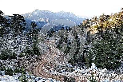 Valley of Lebanese cedars on a pass near Tahtali Mountain Stock Photo