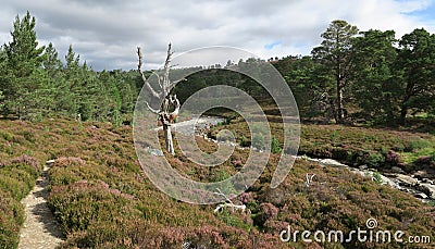 Valley of Lui Wter in Cairngorms National Park in Grampian Mountains in Scotland Stock Photo