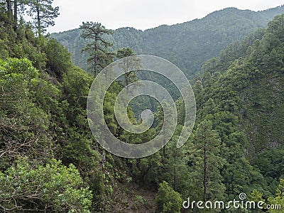 Valley at mysterious Laurel forest Laurisilva, lush subtropical rainforest at hiking trail Los Tilos, La Palma, Canary Stock Photo