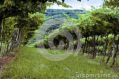 Valpolicella Vineyards in Veneto, Italy at Sunset Stock Photo