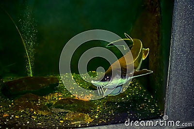 Valuable commercial sterlet fish in the aquarium. A large single sturgeon fish swims behind glass in the Exposition Aquarium Stock Photo