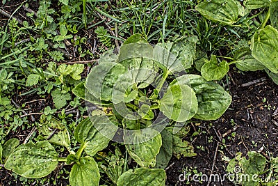 Valuable medicinal plant. Gardening. Green leaves, bushes. Plantain. Plantago Major, a perennial herb of the family Plantagenaceae Stock Photo