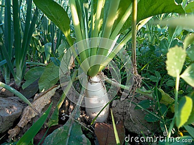 Value cultivation in village land. Closeup image of radish stem. Green glossy radish leaves Stock Photo