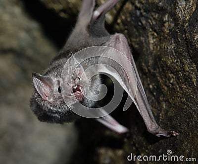 Vampire bat Stock Photo