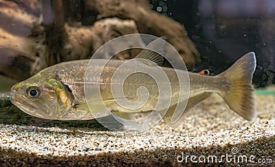 The Vampire Fish Hydrolicus armatus, One Of The Worldâ€™s Scariest Freshwater Predators Stock Photo