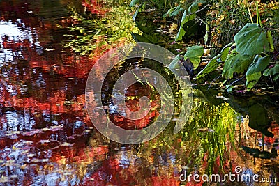 Van Dusen Garden Fall Colors Water Reflections Stock Photo