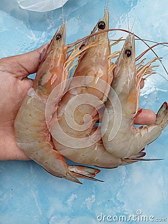 Vanammei shrimp is a type of sea shrimp whose natural habitat is in the bottom area with a depth of 72 meters. Stock Photo