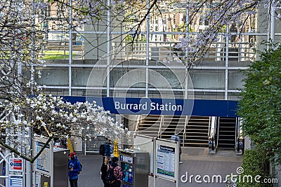Cherry blossom in beautiful full bloom in Burrard Station, Art Phillips Park. Editorial Stock Photo