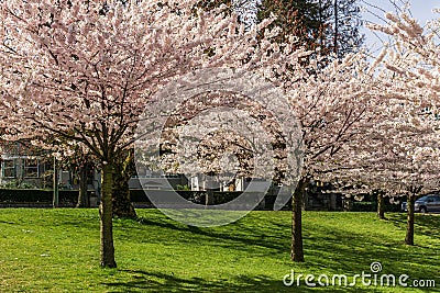 VANCOUVER, CANADA - APRIL 06, 2020: Cherry trees with fresh pink flowers in spring in city center Editorial Stock Photo